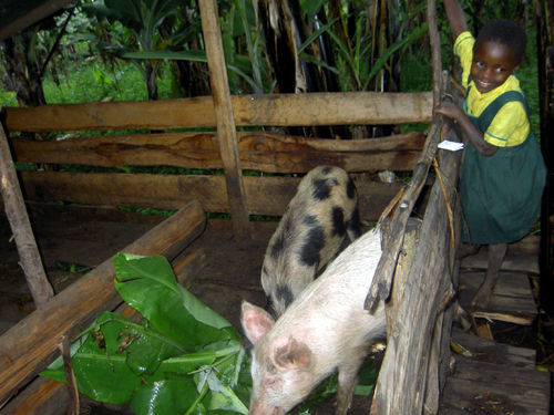 PFK_Schweine